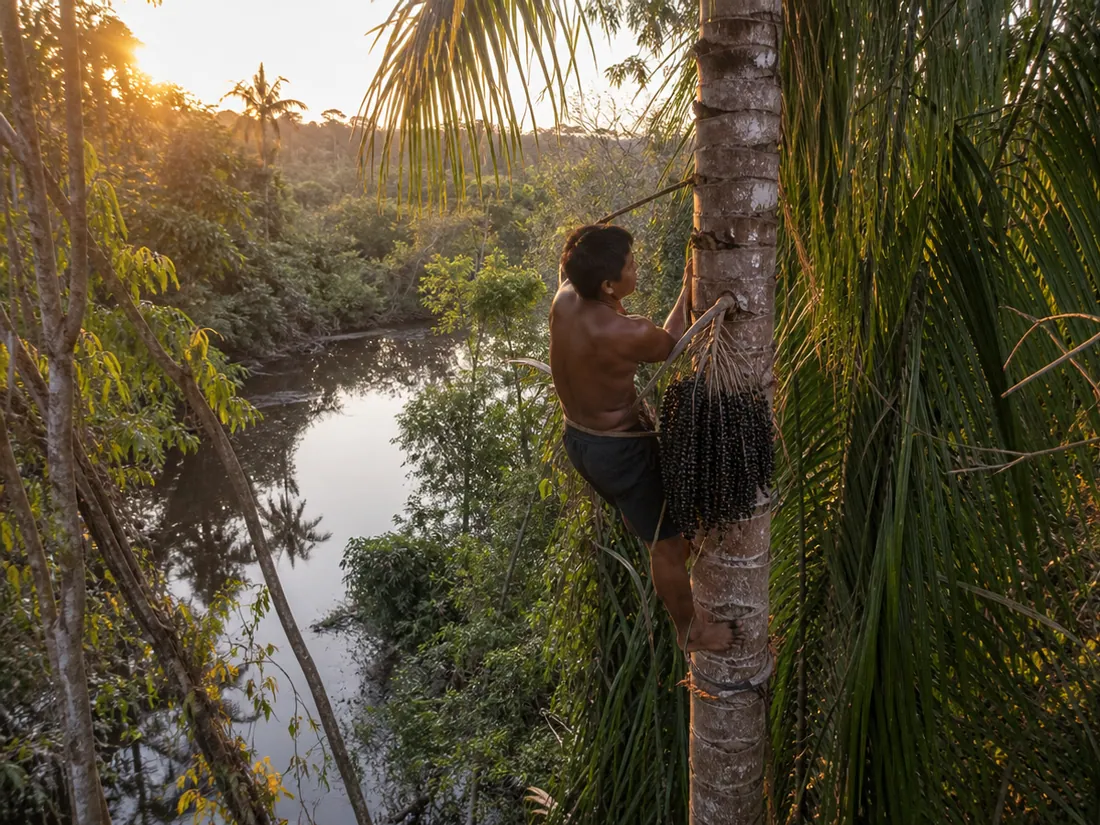 Ribeirinho subindo em palmeira de açaí na floresta amazônica