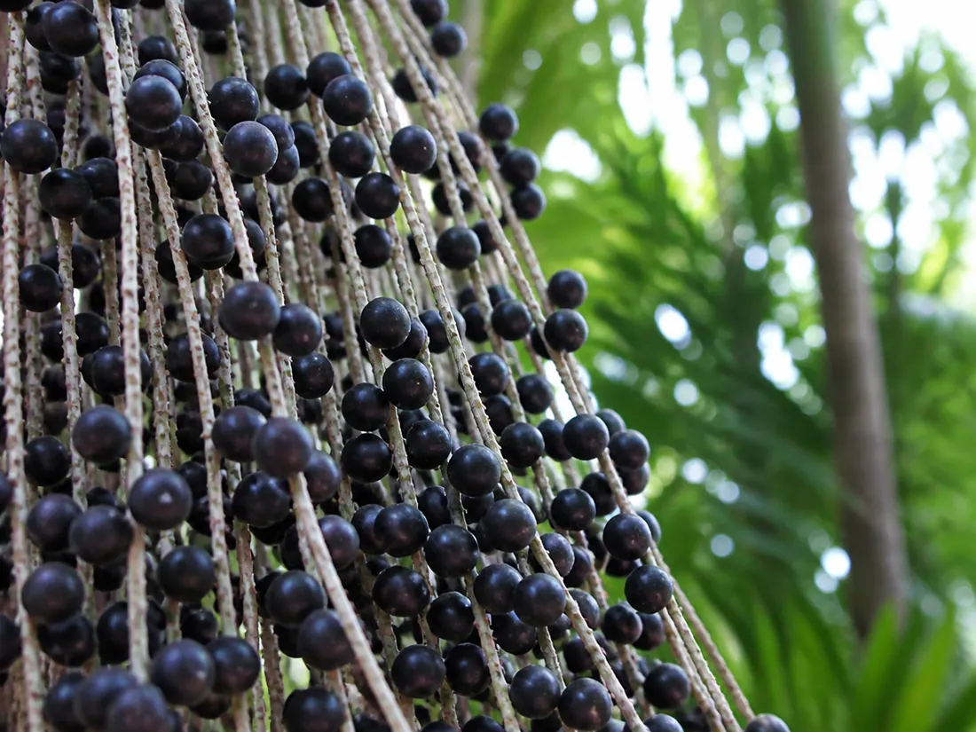 Cachos de açaí recém-colhidos com brilho natural
